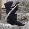 медведь и боевое искусство
