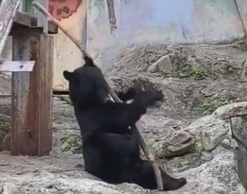 медведь и боевое искусство