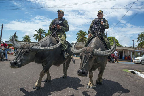 полицейские оседлали буйволов