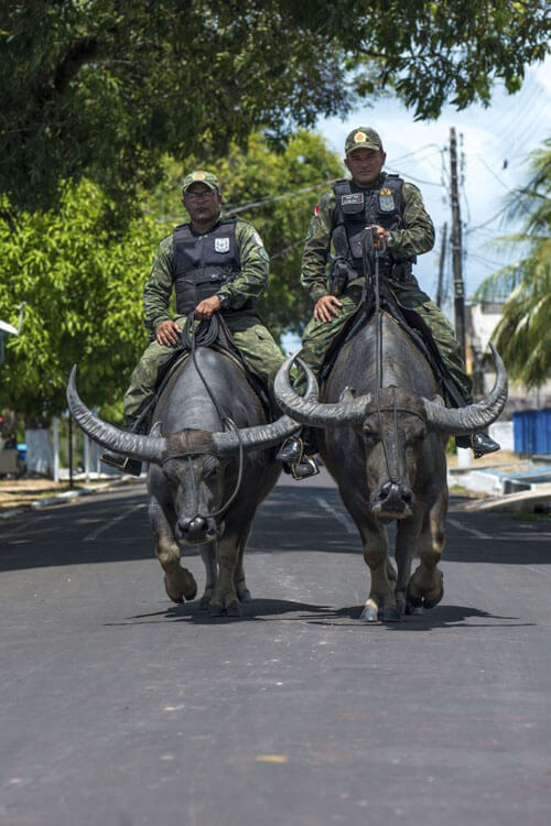 полицейские оседлали буйволов