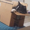 неуклюжий кот в коробке