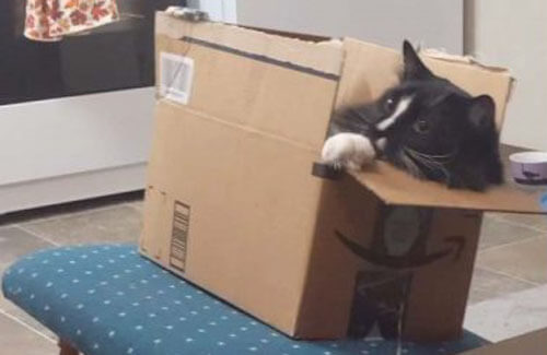 неуклюжий кот в коробке