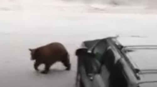 медведь отдохнул внутри машины