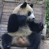панда и кресло-качалка