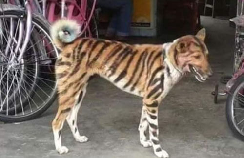 собаку превратили в тигра