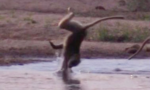 неловкий бабуин переходит реку