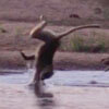 неловкий бабуин переходит реку