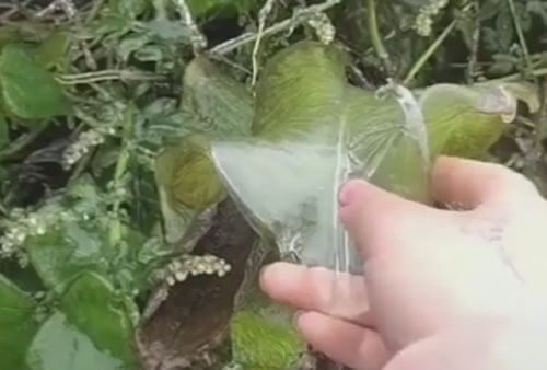 корка льда на листе растения