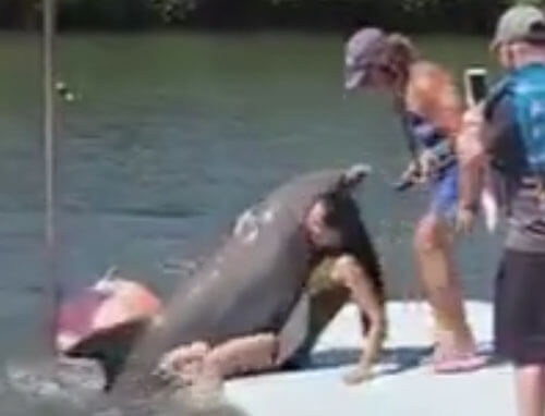 неприличные объятия с дельфином