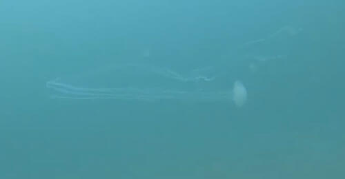 медуза с длинными щупальцами