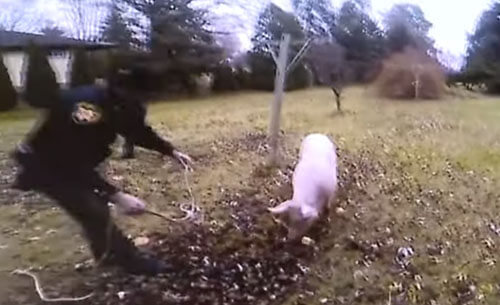 свинья неохотно сдалась полиции