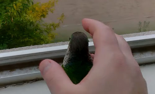 попугая выбрасывают из окна