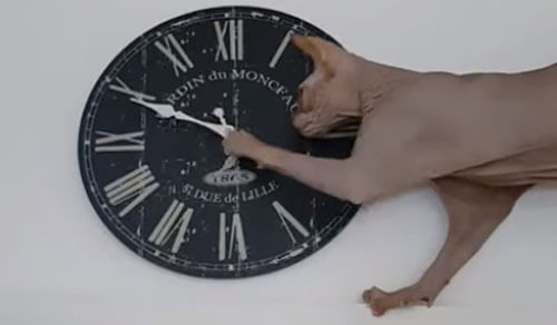 кот играет с часами