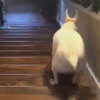 весёлый пёс на лестнице