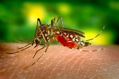 кишечные газы против комаров
