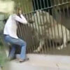 лев атаковал смотрителя зоопарка