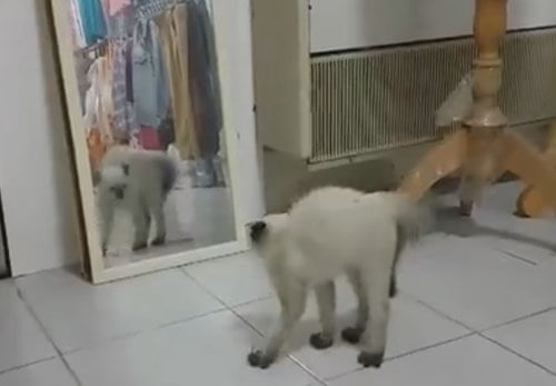 кошачий враг в зеркале