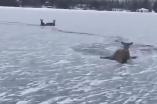 спасение оленей с ледяного озера