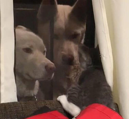 пёс напугал котёнка через окно