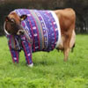 коров одели в свитеры