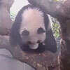 панда уронила еду с дерева