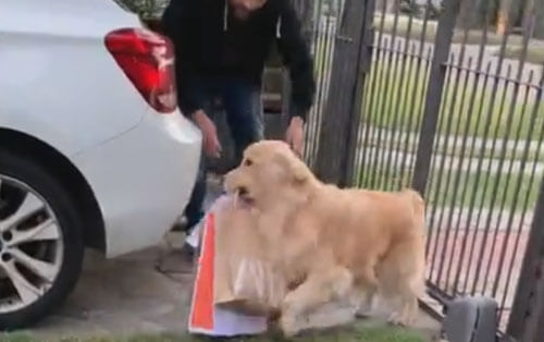 собака таскает сумки из машины