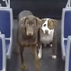 потерявшиеся собаки в автобусе