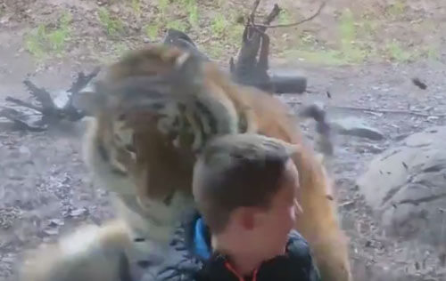 мальчик и тигр в зоопарке