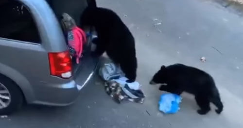 медведи обокрали автомобиль