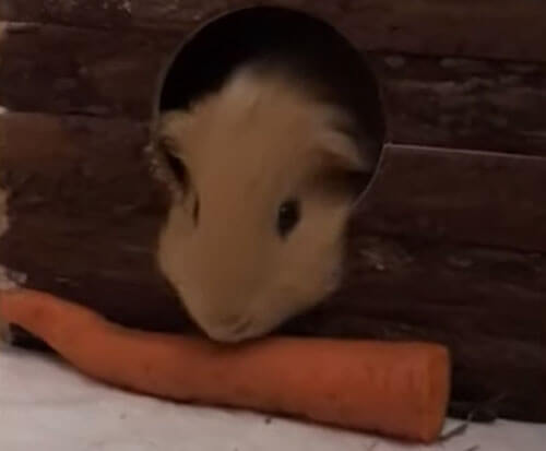 морковка для морской свинки