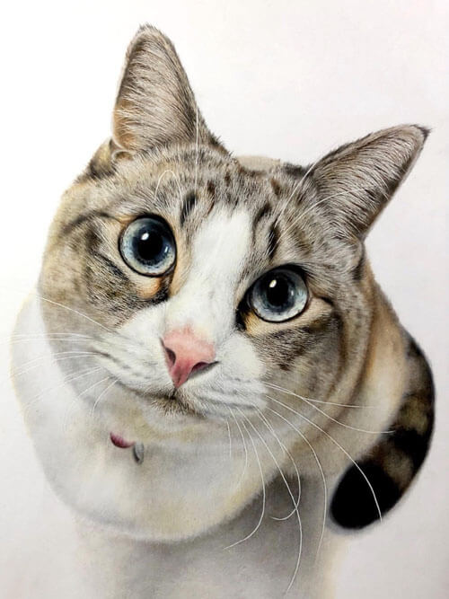 реалистичные рисунки с кошками