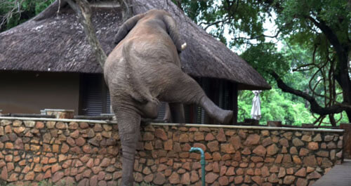 слон лезет через забор за манго