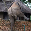 слон лезет через забор за манго