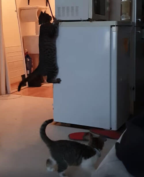кошка помогла достать игрушку