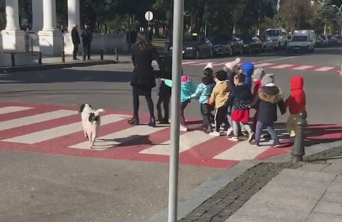 собака помогает детсадовцам
