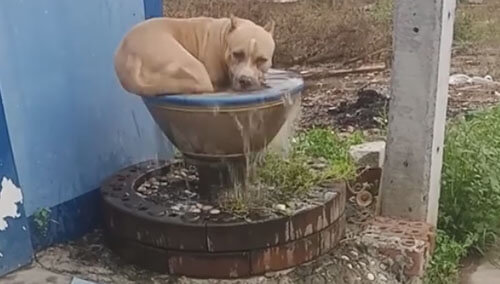 собака в маленьком фонтане