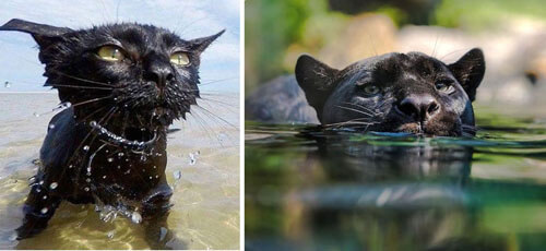 чёрные кошки похожи на пантер