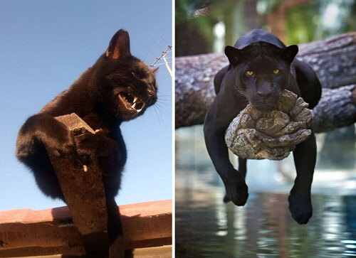 чёрные кошки похожи на пантер