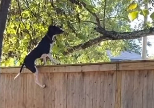собака влезает на забор