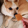 собака ест печенье с чаем