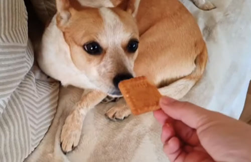 собака ест печенье с чаем