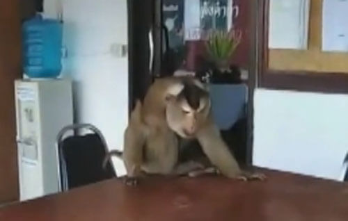 обезьяна в полицейском участке
