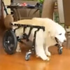 собака-инвалид в бассейне