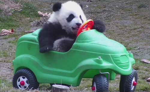 панда на игрушечной машинке