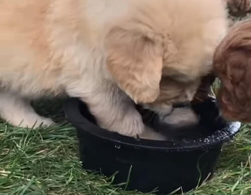 щенок и миска с водой