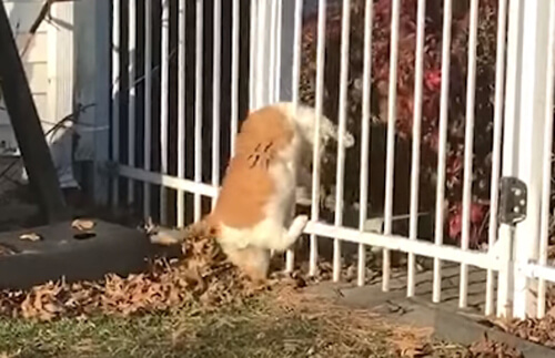 толстый кот не справился с забором