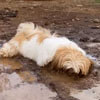 собака принимает грязевую ванну