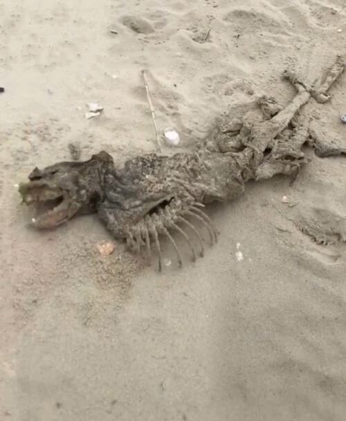 загадочное существо на пляже