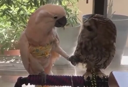 попугай влюбился в сову