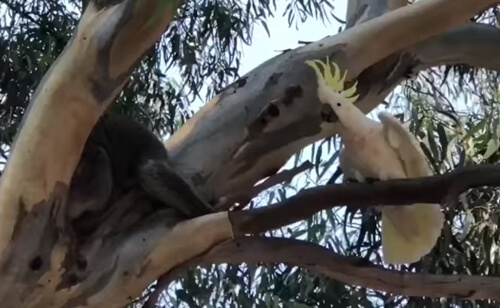 попугай защищает своё дерево
